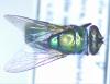 Lucilia sericata